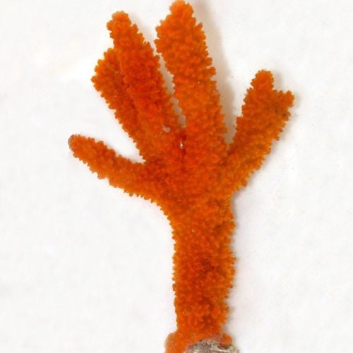 Halichondria sp. (Red frilly sponge)
