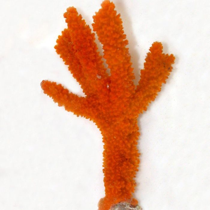 Halichondria sp. (Red frilly sponge)