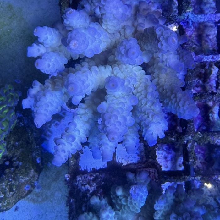 Acropora Colony Medium (6)