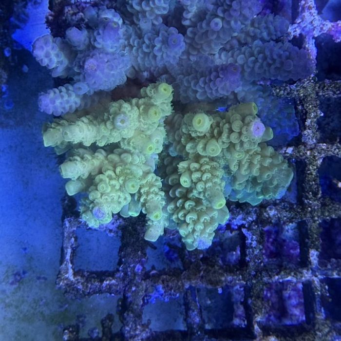 Acropora Colony Medium (7)