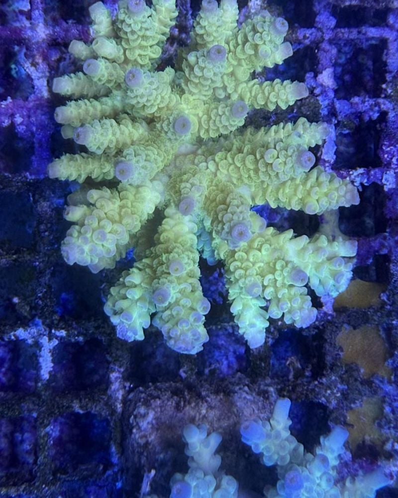 Acropora Colony Medium (13)