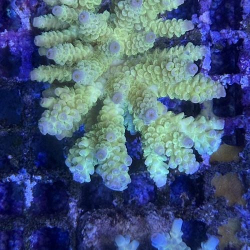 Acropora Colony Medium (13)