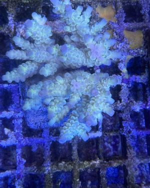 Acropora Colony Medium (12)