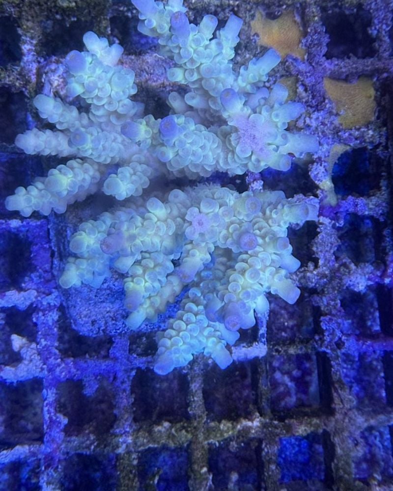 Acropora Colony Medium (12)