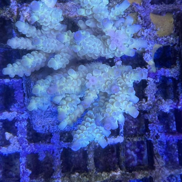 Acropora Colony Medium (12)