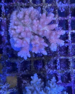 Acropora Colony Medium (11)