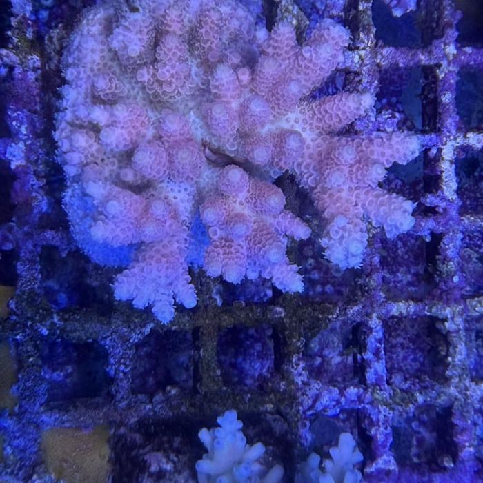 Acropora Colony Medium (11)