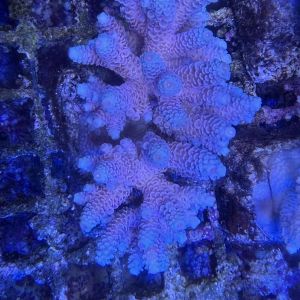 Acropora Colony Medium (10)