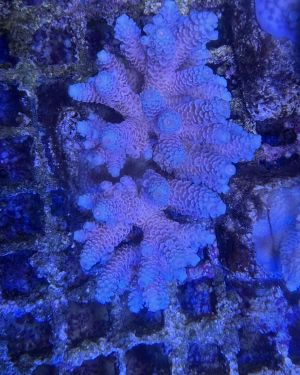 Acropora Colony Medium (10)