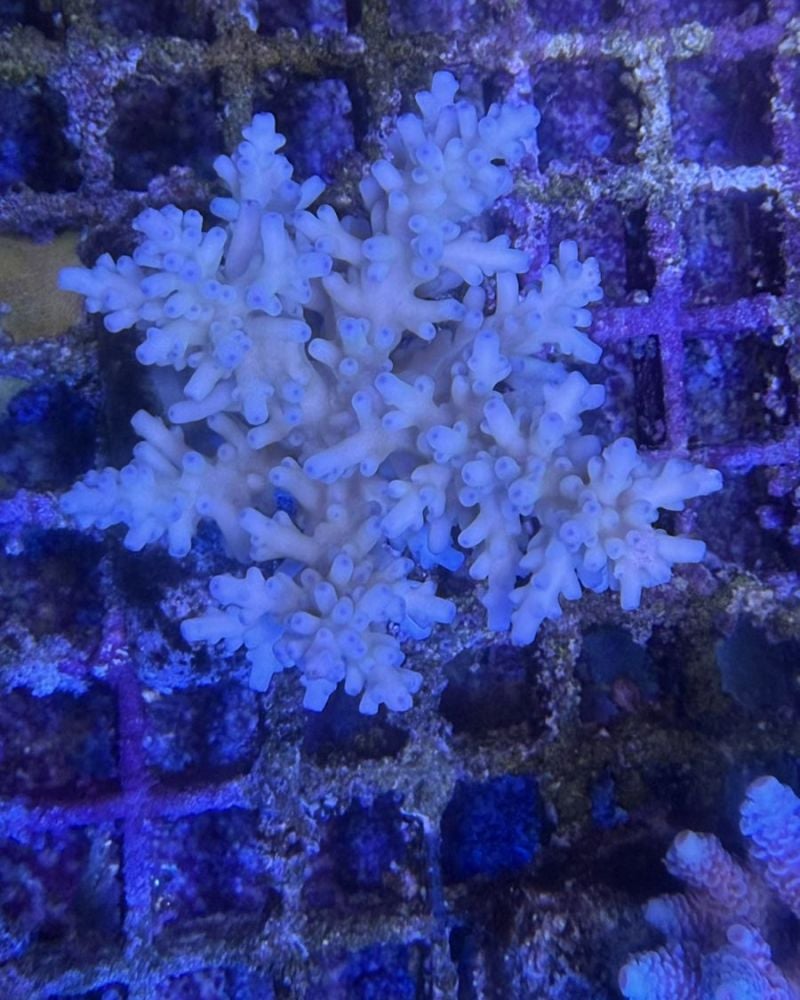 Acropora Colony Medium (9)