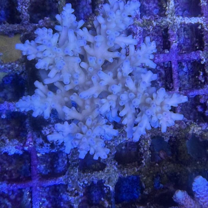 Acropora Colony Medium (9)