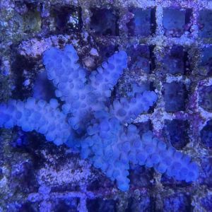 Acropora Colony Medium (8)