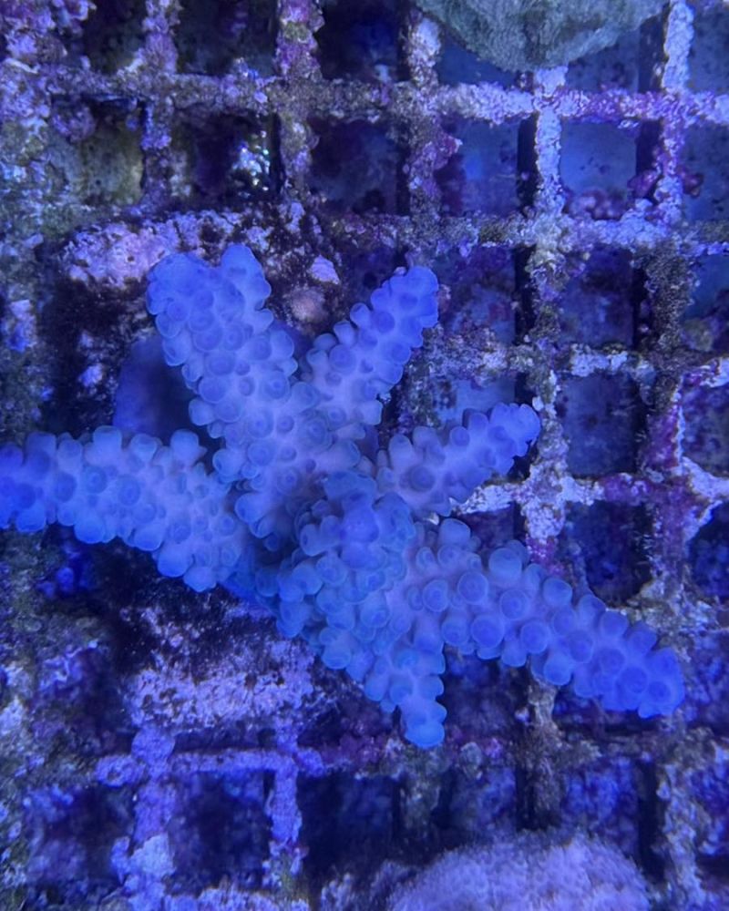 Acropora Colony Medium (8)