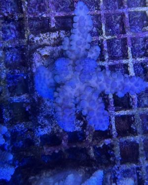 Acropora Colony Medium (5)