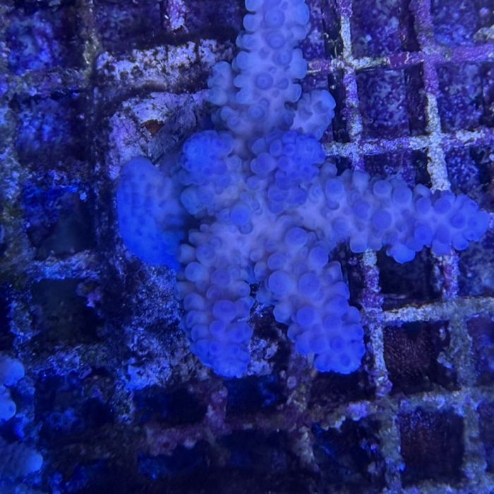 Acropora Colony Medium (5)