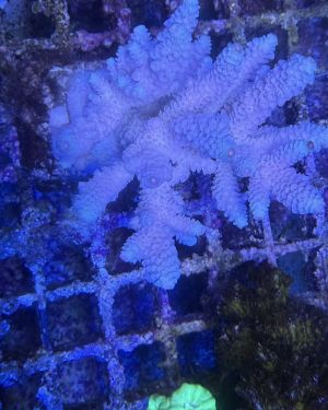 Acropora Colony Medium (4)