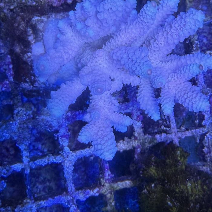 Acropora Colony Medium (4)
