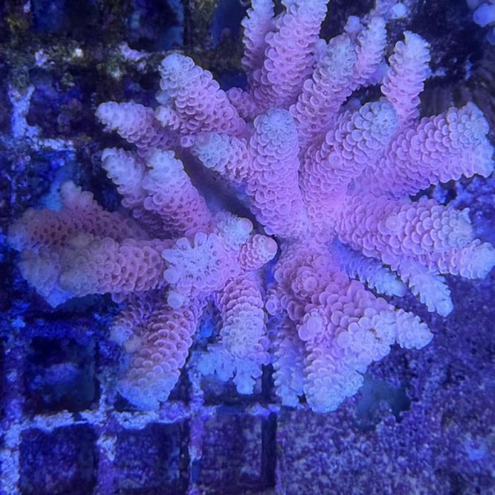 Acropora Colony Medium (3)