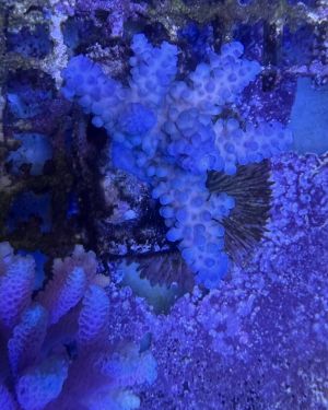 Acropora Colony Medium (2)