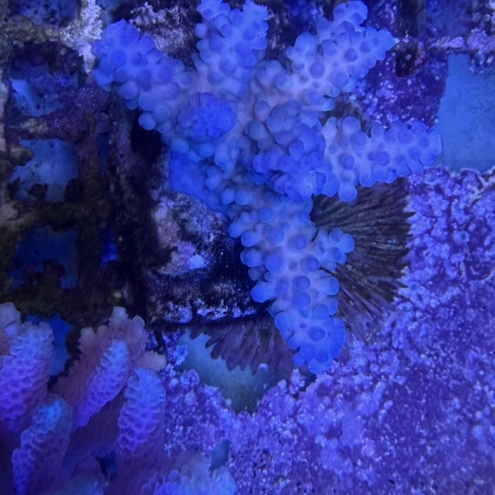 Acropora Colony Medium (2)