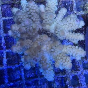 Acropora Colony Medium (1)