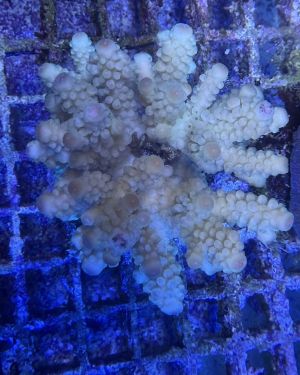 Acropora Colony Medium (1)