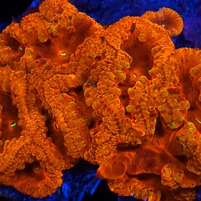 Blastomussa sp. Ulrta Colour (Frag)