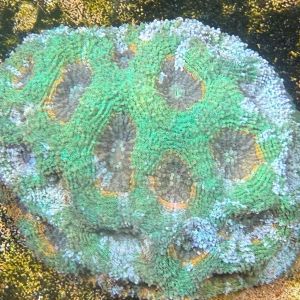 Echinata Gold Green (M)