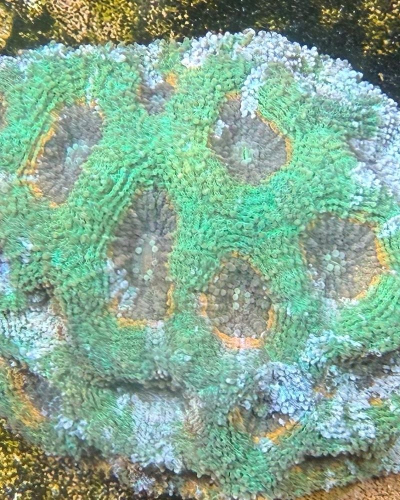 Echinata Gold Green (M)