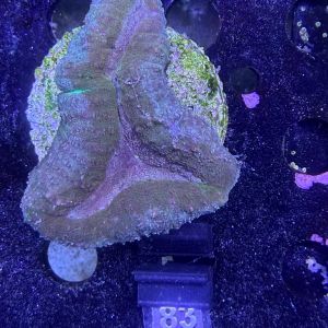 Lobophyllia sp. (No. 83)