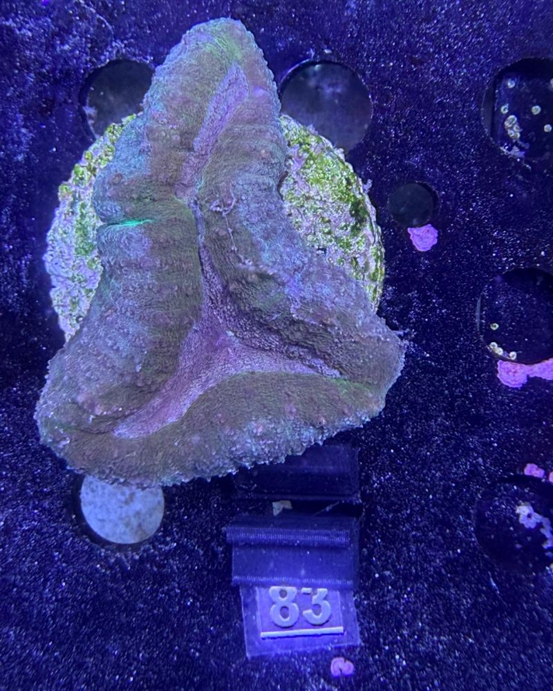 Lobophyllia sp. (No. 83)