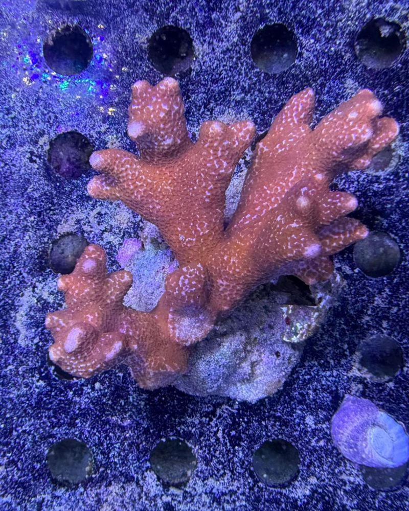 Digitata Red WYSIWYG (M)