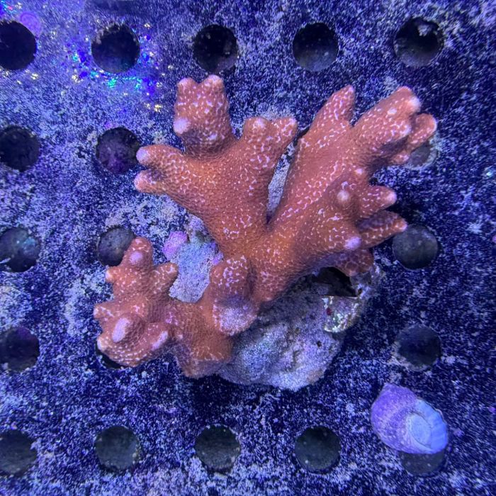 Digitata Red WYSIWYG (M)
