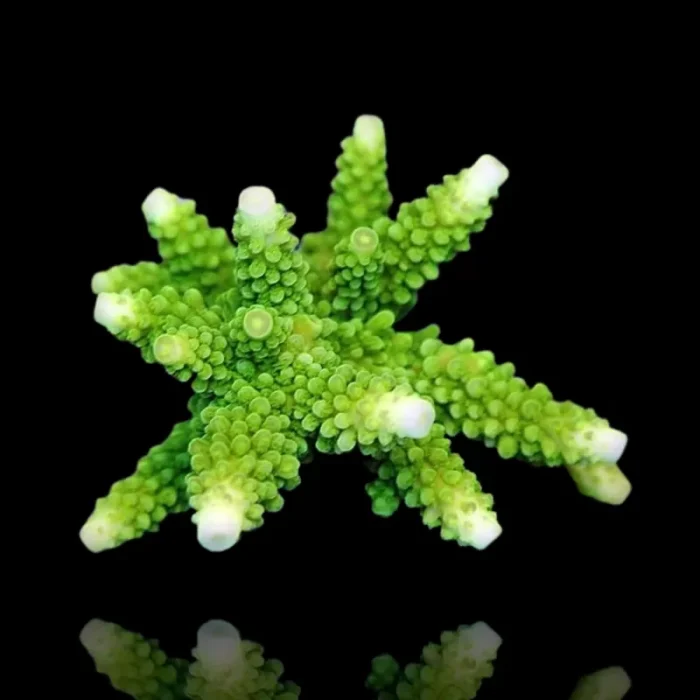 Acropora Formosa Green