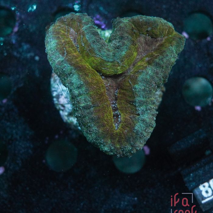Lobophyllia sp. (No. 83)