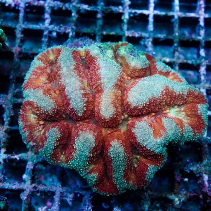 Symphyllia Blue With Red Mouth WYSIWYG