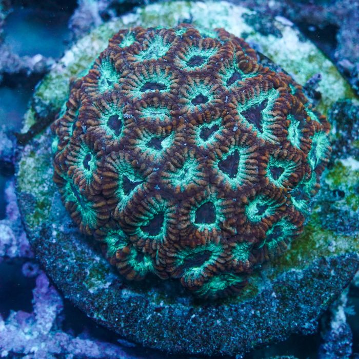 Micromussa Coral Orange Blue Center WYSIYWG