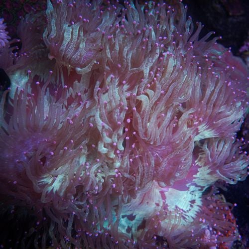 Catalaphyllia Jardinei Pink Tips XXL