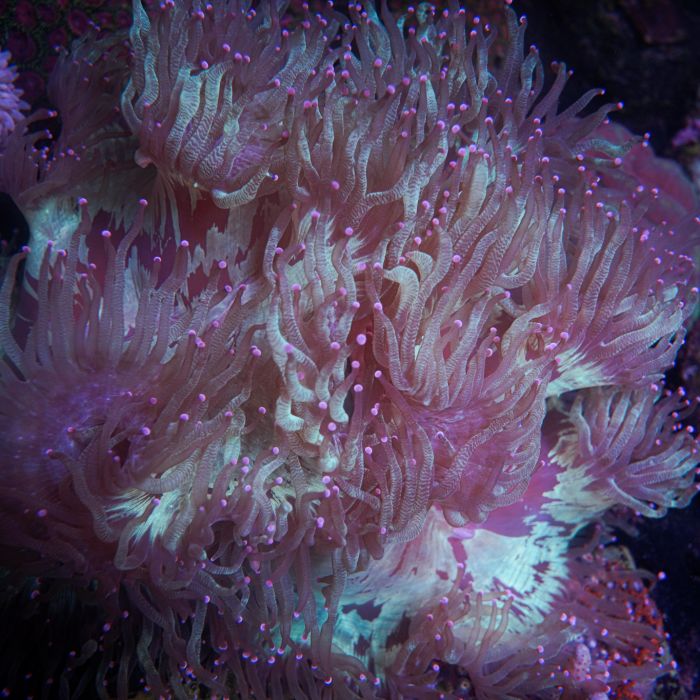 Catalaphyllia Jardinei Pink Tips XXL