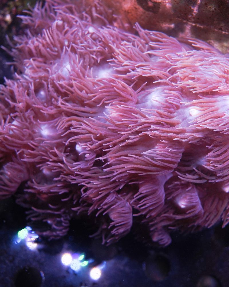 Turbinaria Peltata Large Polyps XL WYSIWYG