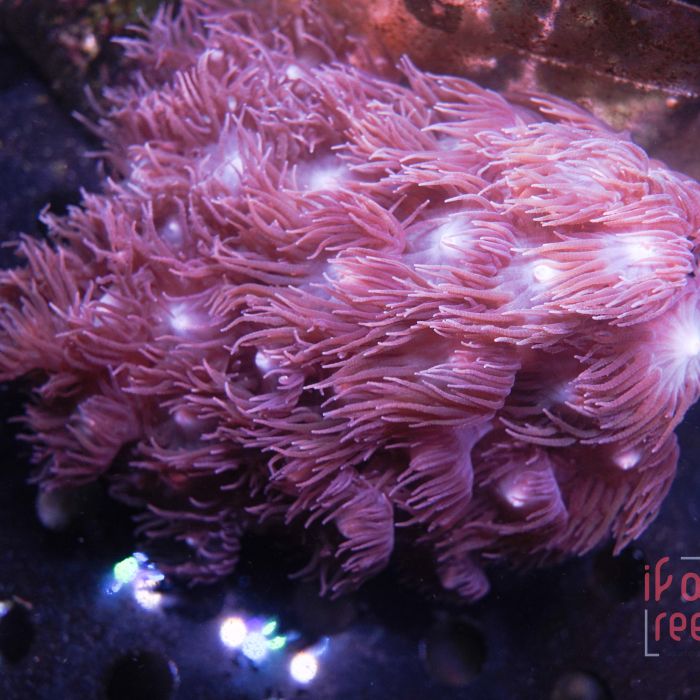 Turbinaria Peltata Large Polyps XL WYSIWYG