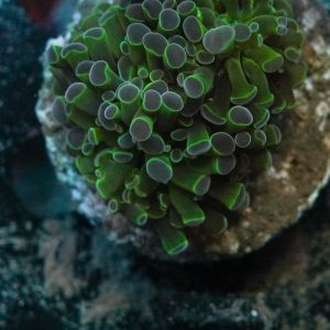 Euphyllia No.37