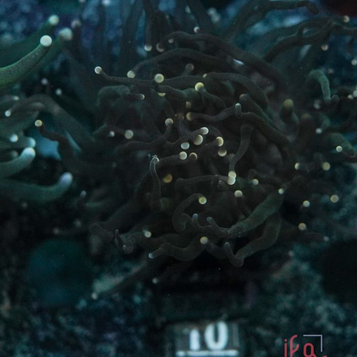 Euphyllia Black torch Yellow tip No.10