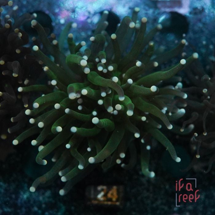 Eyphyllia Torch Green No.74