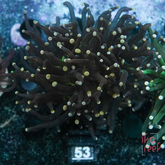 Euphyllia Torch Black Green Mouth Yellow Polyps No.53
