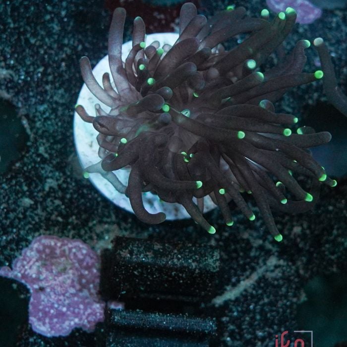 Euphyllia Torch Single Head No.48