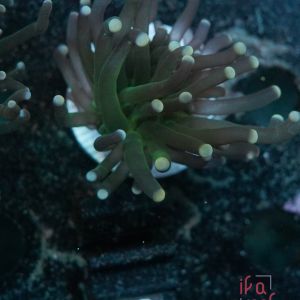 Euphyllia Torch Single Head No.08