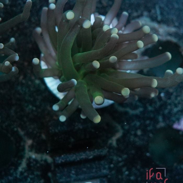 Euphyllia Torch Single Head No.08