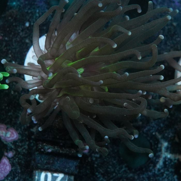 Euphyllia Torch Single Head No.07