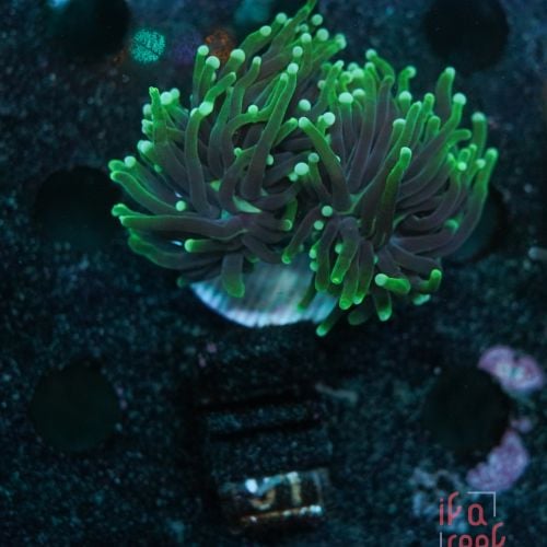 Euphyllia Torch Two Heads No.91